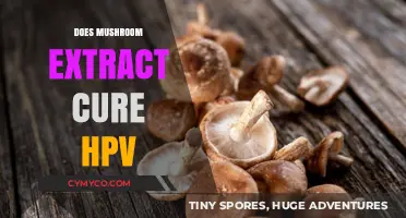 Exploring the Potential of Mushroom Extract in HPV Treatment