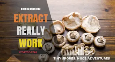 Exploring the Potential Benefits of Mushroom Extract: Fact or Fiction?