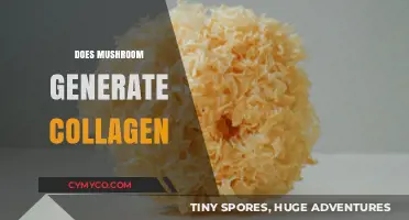 Unlocking the Secret: Do Mushrooms Boost Collagen Production?