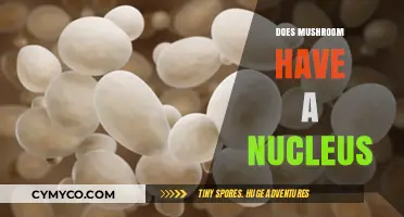 Exploring the Cellular Structure of Mushrooms: Do They Have a Nucleus?