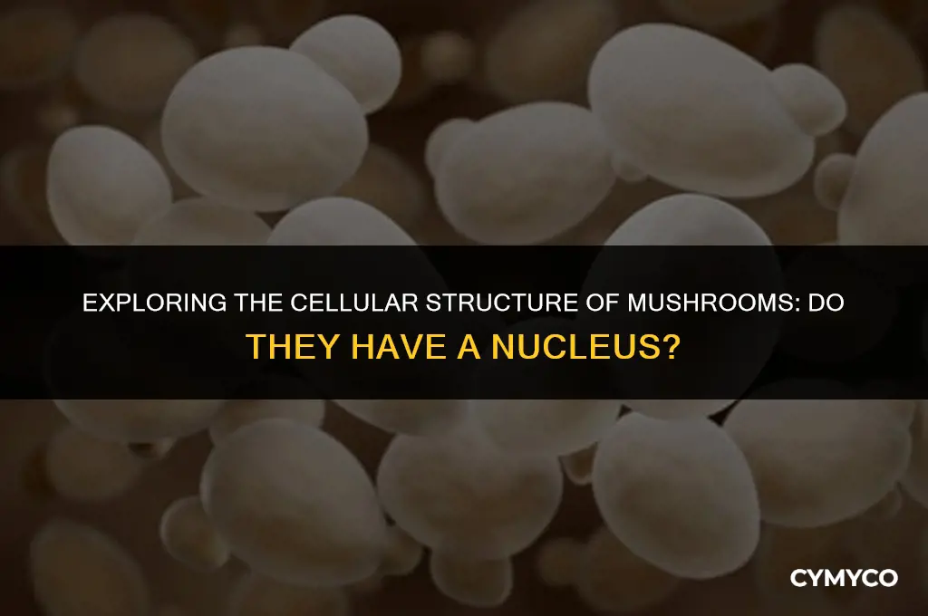 does mushroom have a nucleus