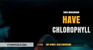 Exploring the Myth: Do Mushrooms Contain Chlorophyll?