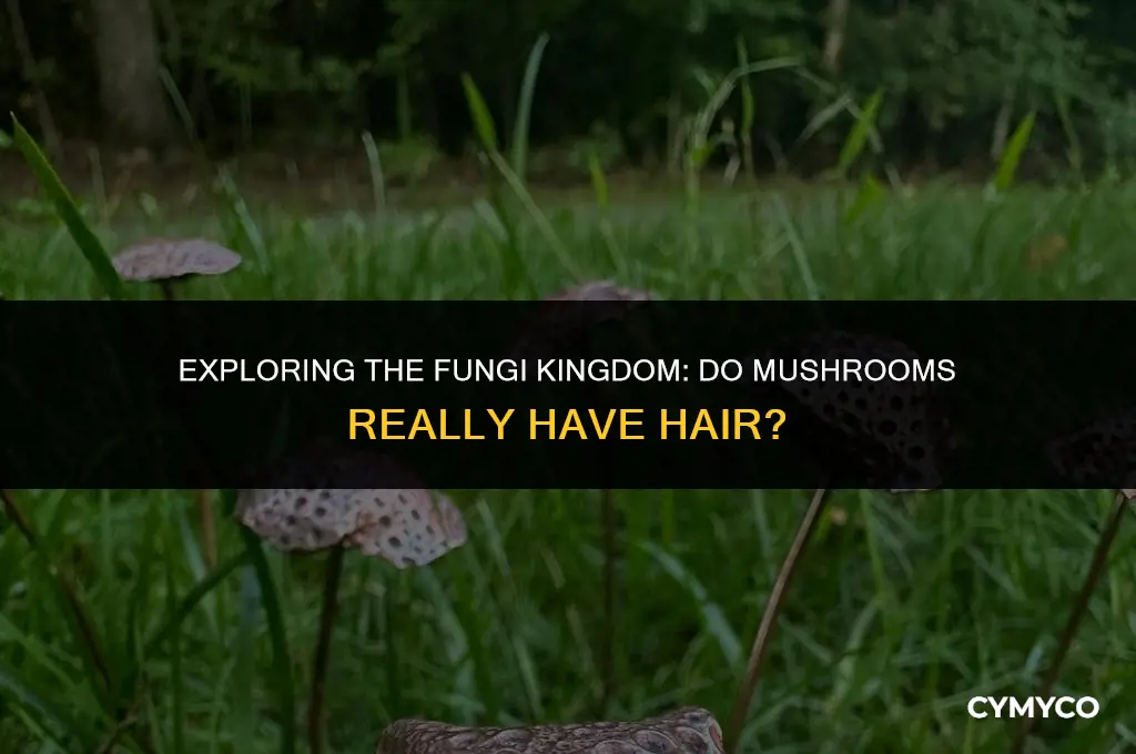 does mushroom have hair