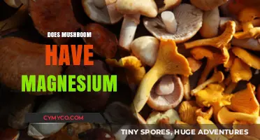 Exploring the Nutritional Benefits: Do Mushrooms Contain Magnesium?