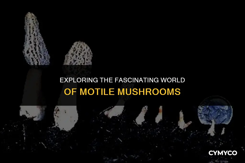 does mushroom have motile