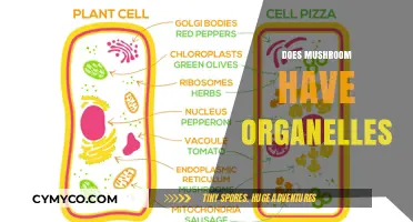 Exploring the Intricate World of Mushroom Organelles: A Deep Dive