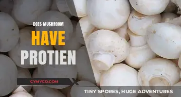 Exploring the Protein Content in Mushrooms: A Nutritional Insight