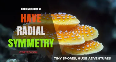 Exploring the Symmetry of Mushrooms: A Radial Perspective