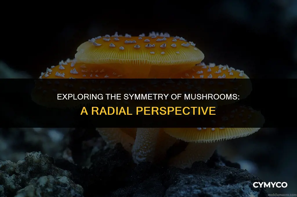 does mushroom have radial symmetry