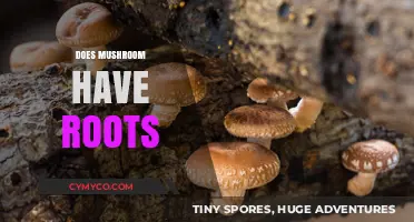 Exploring the Hidden Network: Do Mushrooms Really Have Roots?