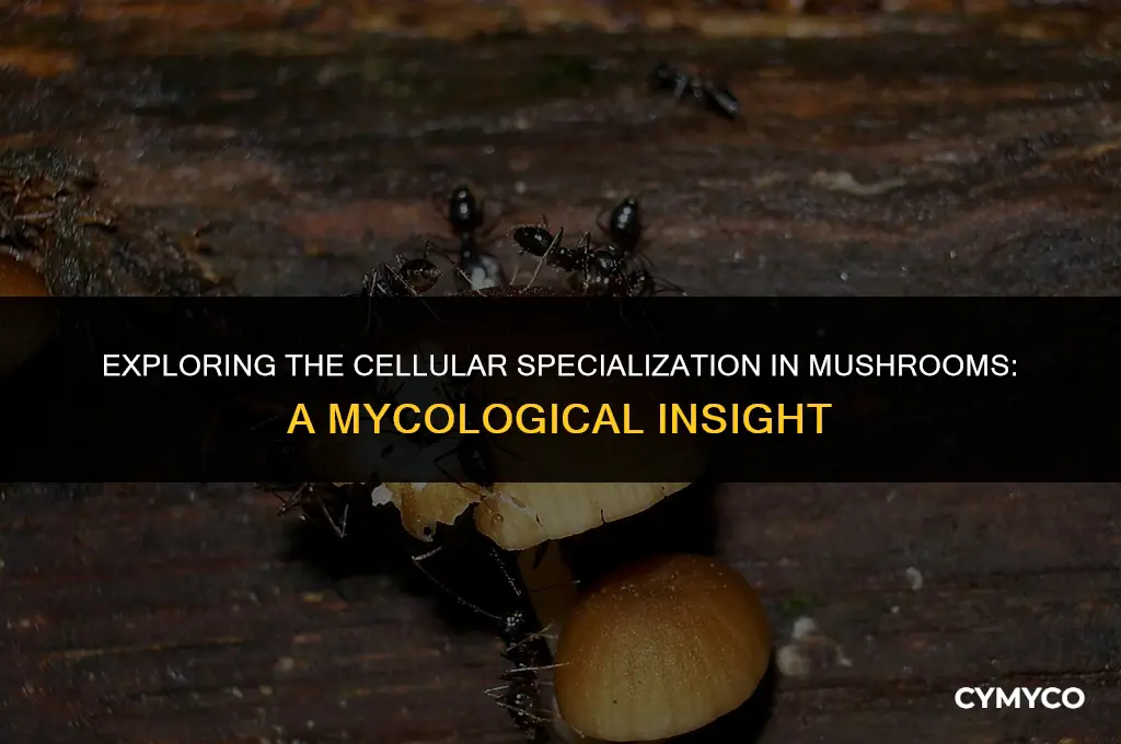 does mushroom have specialized cells