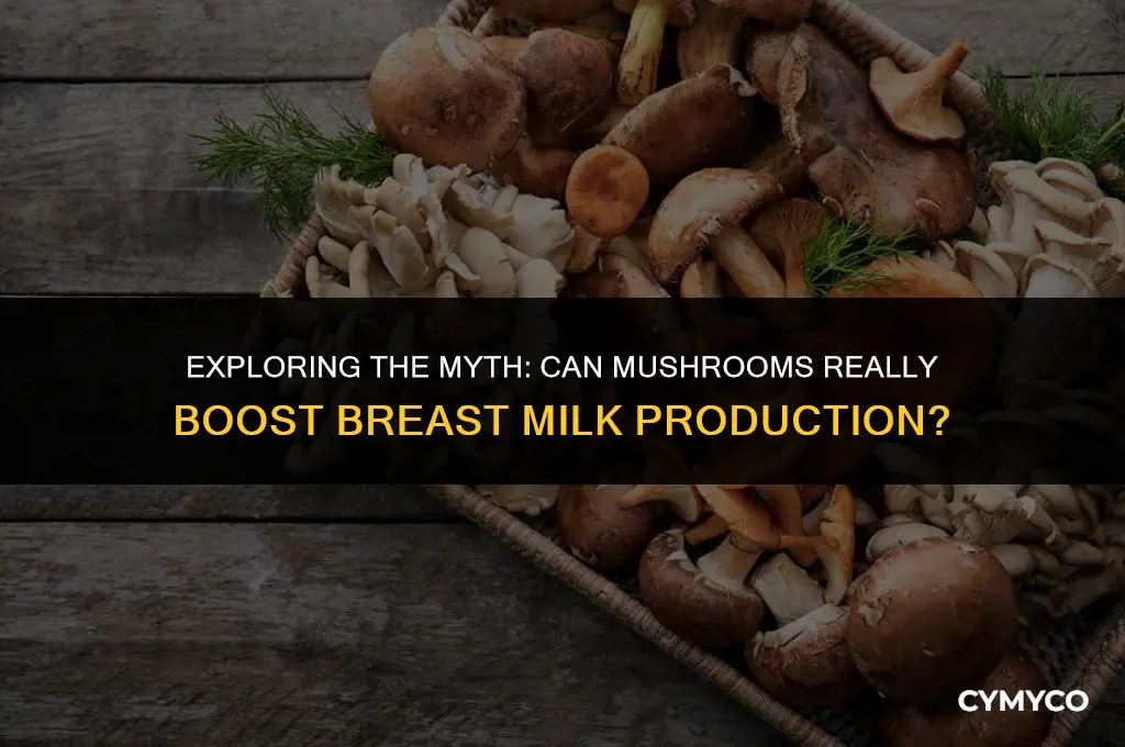 does mushroom increase breast milk