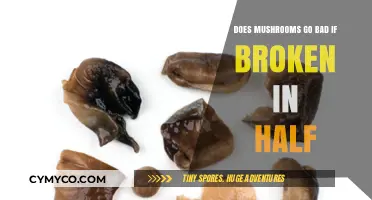Mushroom Freshness: Does Breaking Them Affect Their Shelf Life?
