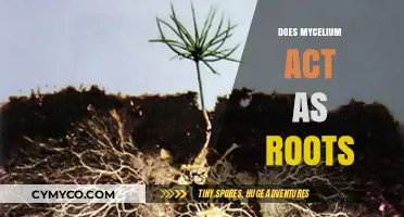 Exploring the Root-Like Functions of Mycelium in Ecosystems