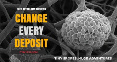 Exploring Mycelium: Understanding Deposit Address Dynamics