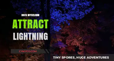 The Shocking Truth: Mycelium's Surprising Connection to Lightning Strikes