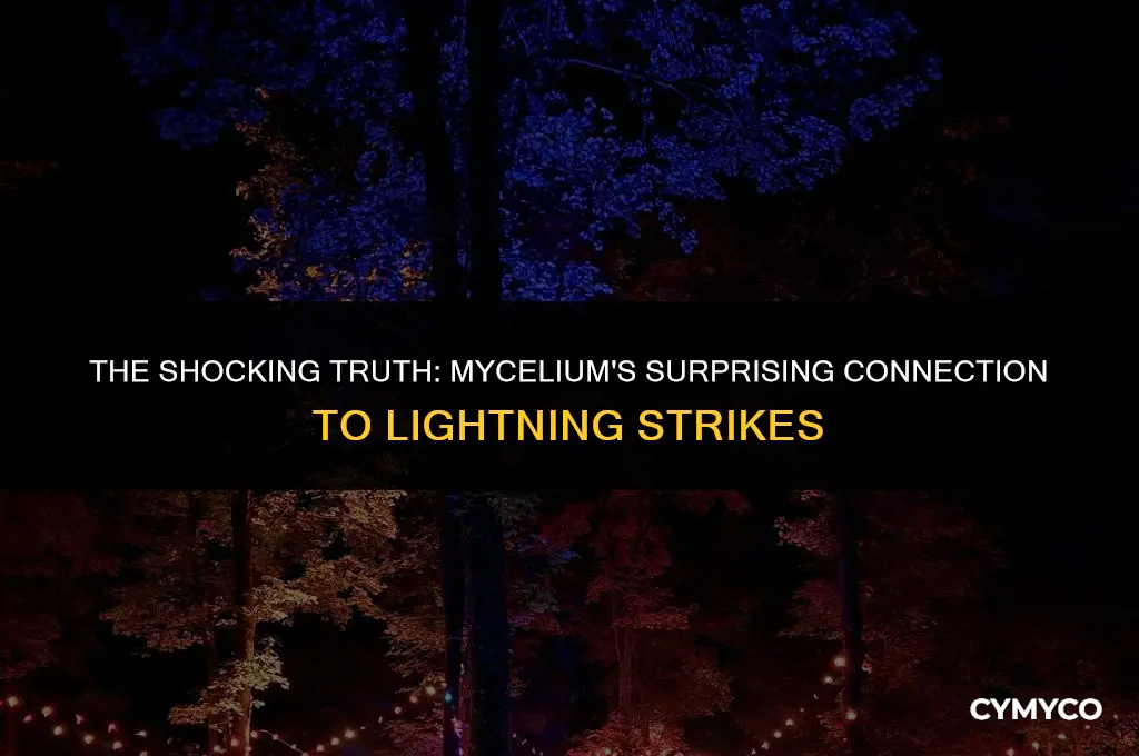 does mycelium attract lightning