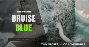The Surprising Truth About Mycelium Bruising Blue