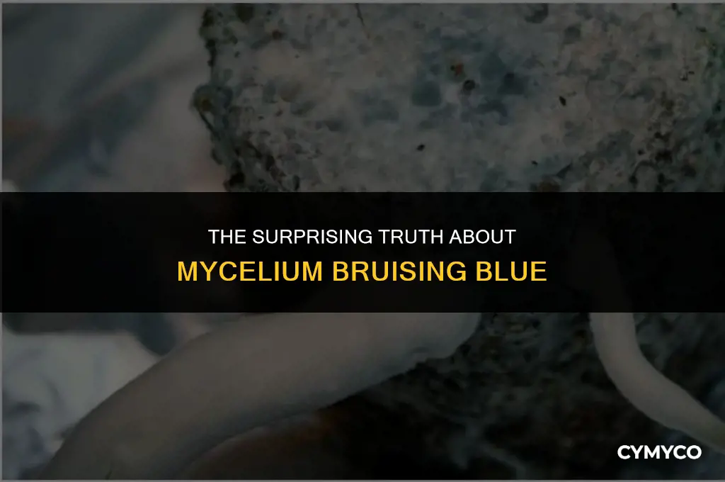 does mycelium bruise blue