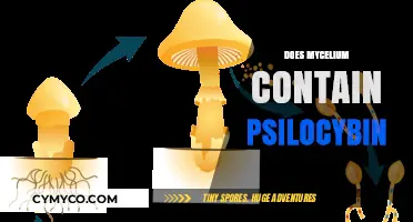 Exploring the Psychedelic Potential: Mycelium's Psilocybin Content Unveiled