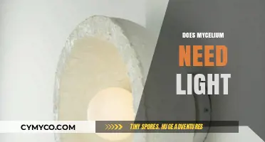 Does Mycelium Need Light? Exploring Growth Requirements for Healthy Fungi