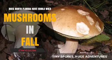 Exploring North Florida's Fall: A Guide to Edible Wild Mushrooms