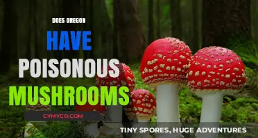 Exploring Oregon's Mycological Landscape: A Guide to Poisonous Mushrooms