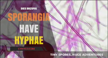 Exploring the Structure: Do Rhizopus Sporangia Have Hyphae?