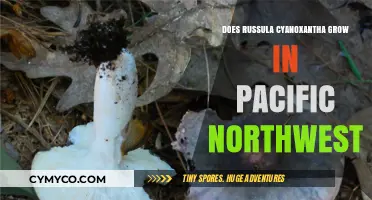 Russula Cyanoxantha in the Pacific Northwest: Habitat and Identification Guide