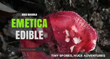 Is Russula Emetica Edible? Uncovering the Truth About This Mushroom