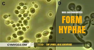 Exploring the Hyphal Formation of Saccharomyces: A Comprehensive Guide