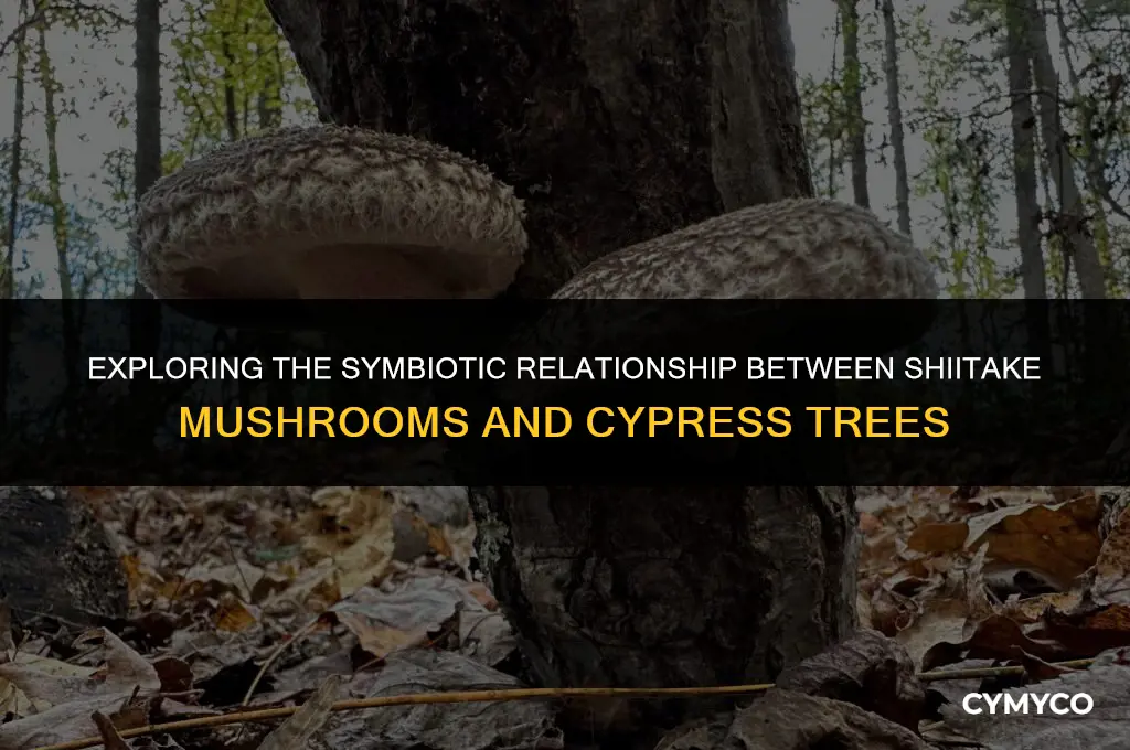 does shiitake grow on cypress