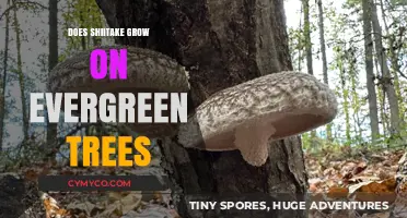 Exploring Shiitake's Habitat: Do These Mushrooms Thrive on Evergreens?