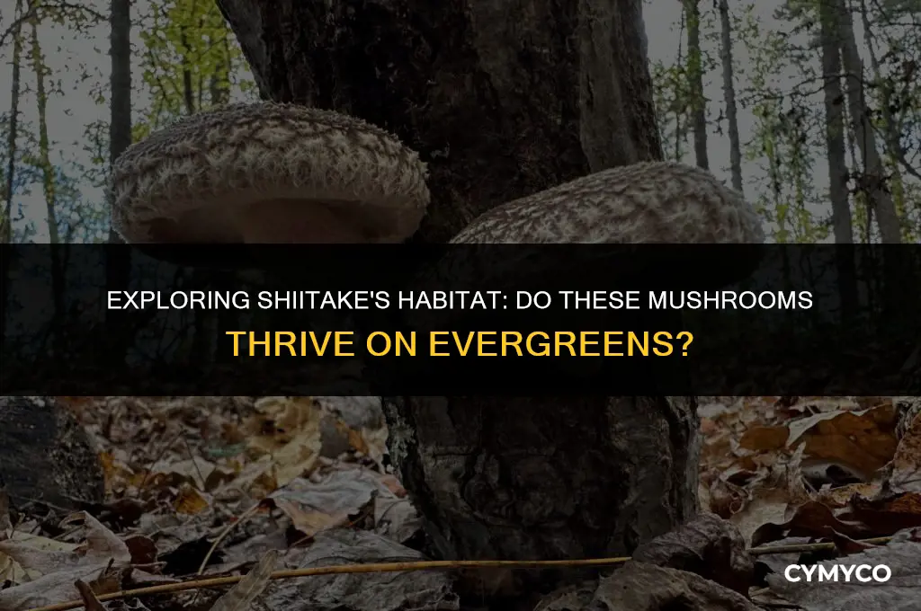 does shiitake grow on evergreen trees