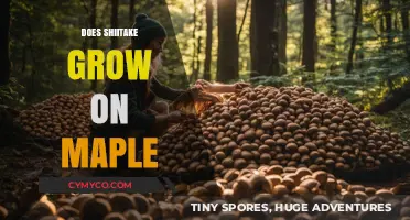 Shiitake Mushrooms: Thriving on Maple Trees?