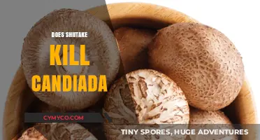 Exploring the Myth: Can Shiitake Mushrooms Combat Candida?