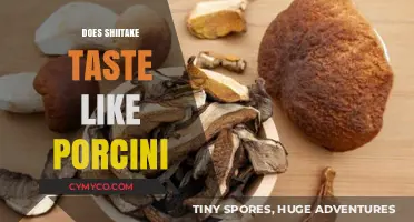 Exploring the Flavor Profile: Shiitake vs. Porcini Mushrooms