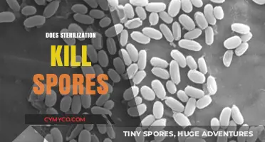 Sterilization Showdown: Can Spores Survive the Process?