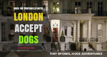 Pet-Friendly Staycation: Does The Portobello Hotel London Welcome Dogs?