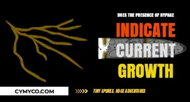 Exploring Fungal Growth: Do Hyphae Signal Active Development?