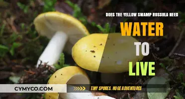 Does the Yellow Swamp Russula Depend on Water for Survival?