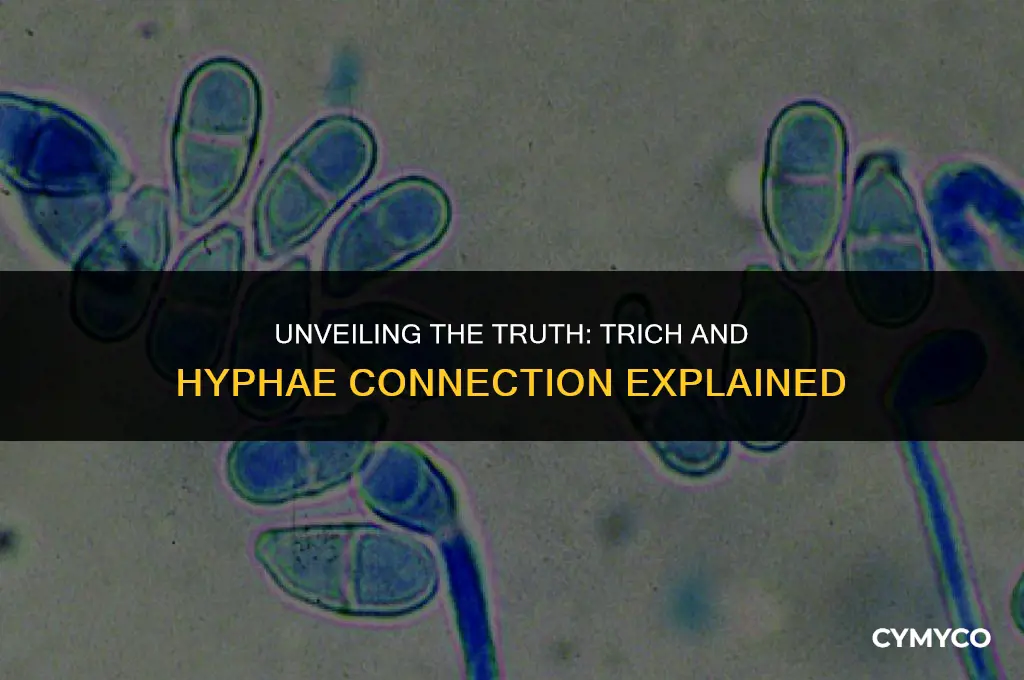 does trich show up with hyphae