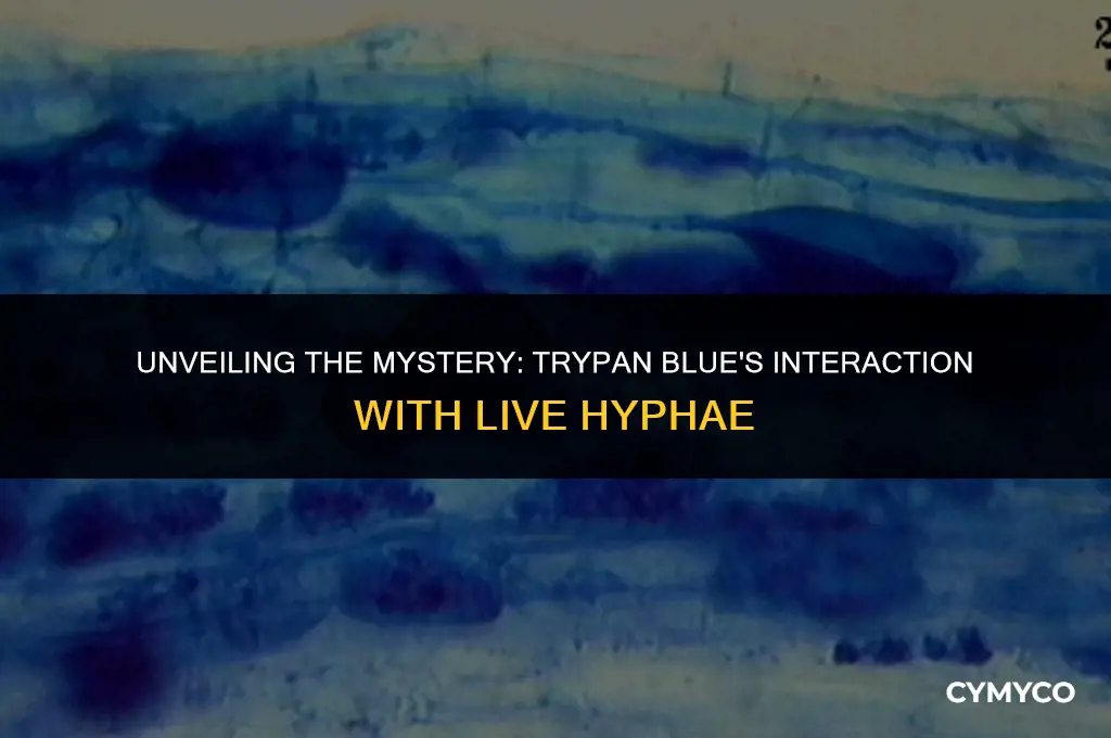 does trypan blue stain live hyphae