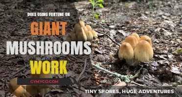 Exploring the Myth: Fortune's Favor on Giant Mushrooms?