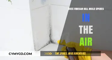 Vinegar's Power: Busting Myths About Mold Elimination