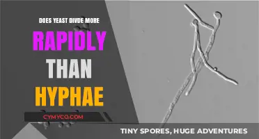 Exploring the Growth Rates: Yeast vs. Hyphae Division