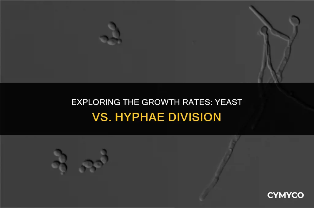 does yeast divde more rapidly than hyphae