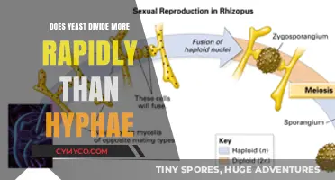 Exploring the Division Rates: Yeast vs. Hyphae