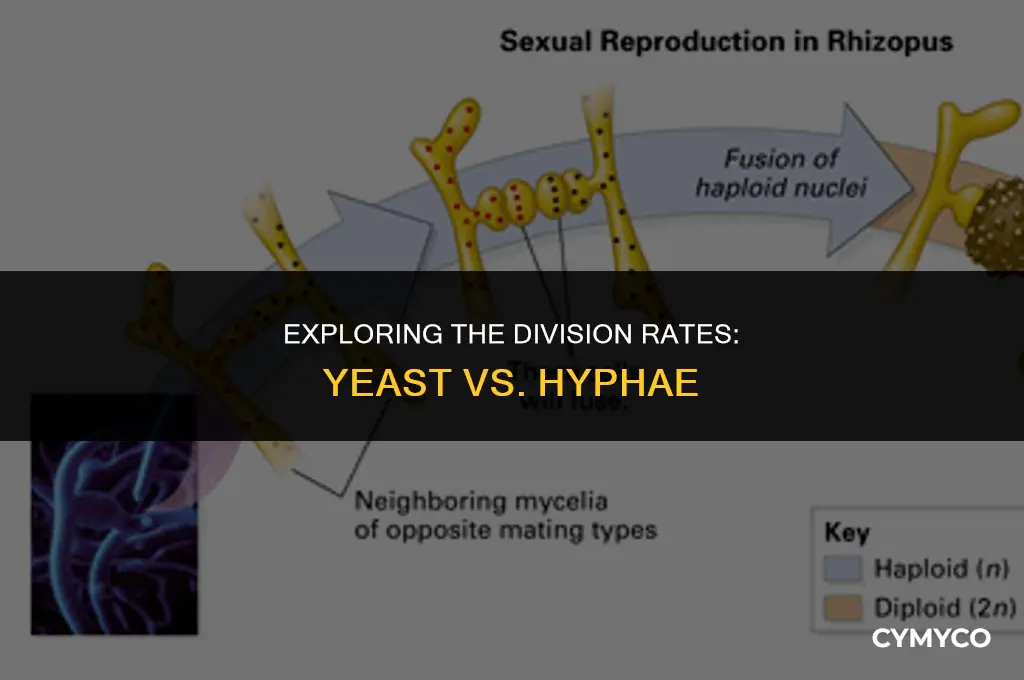does yeast divide more rapidly than hyphae