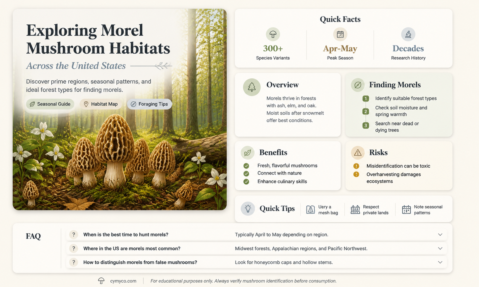 where do morel mushrooms grow in the us